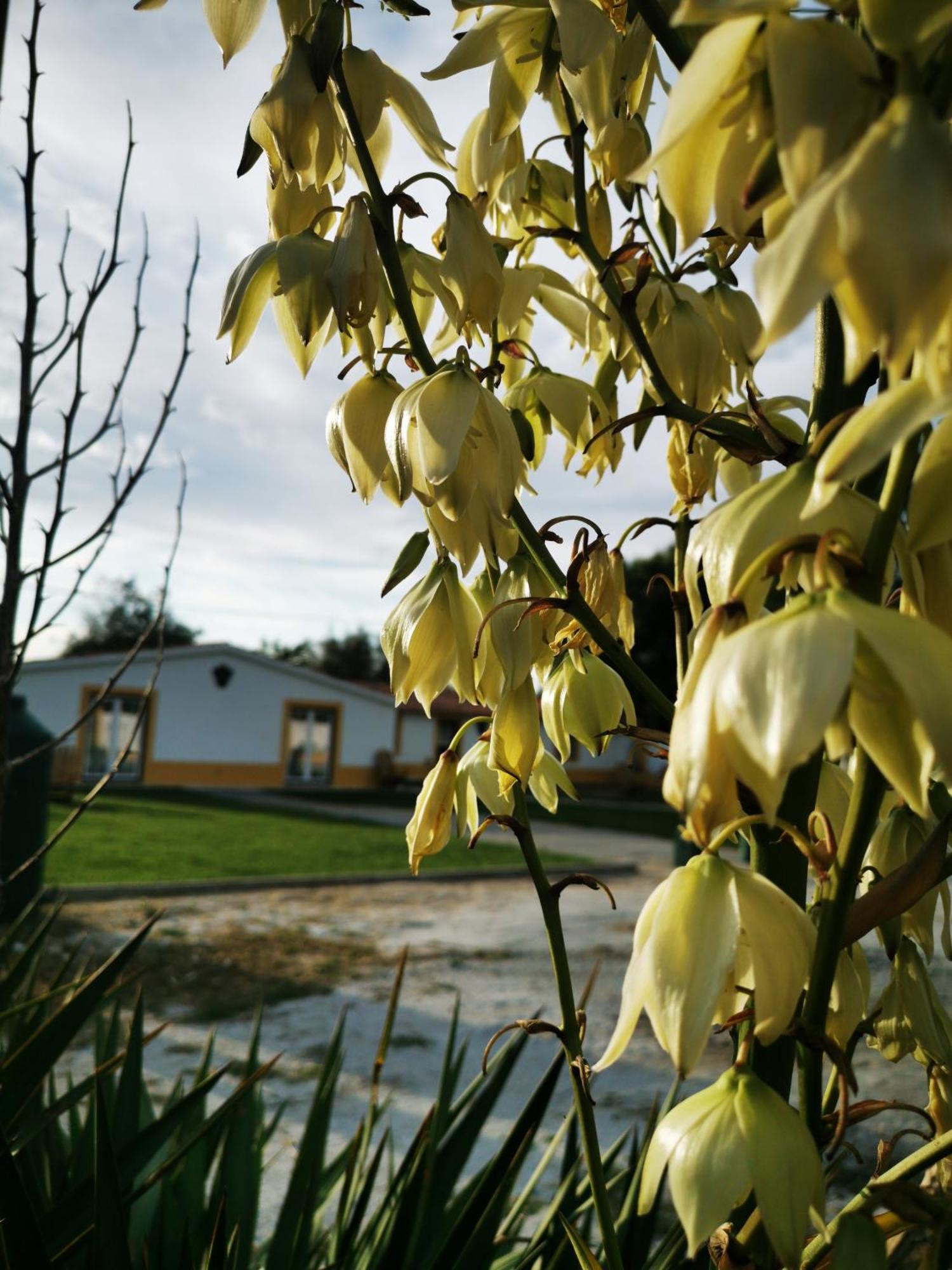 Villa Quinta Do Louredo - Évora Esterno foto